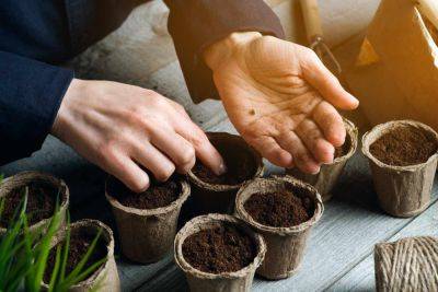 How To Start Plants From Seeds, According To An Expert