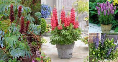 24 Best Cone Shaped Flowers