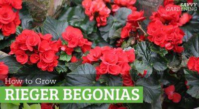 Rieger Begonia Care: Tips for Healthy, Happy Plants