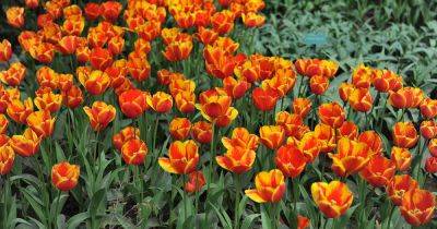 Tips for Growing Greig’s (Greigii) Tulips