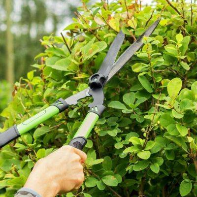 Winter Tidings: A Guide to Pruning in February