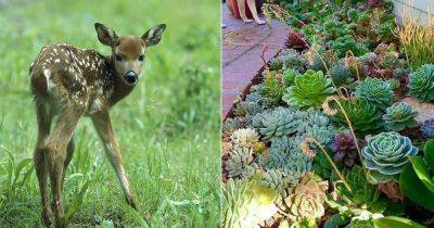Do Deer Eat Succulents? Find Out!