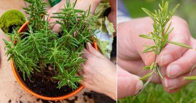 Growing Rosemary From Cuttings | How to Propagate a Rosemary Plant