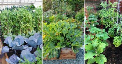 12 Vegetables You Should Never Plant Together and Why