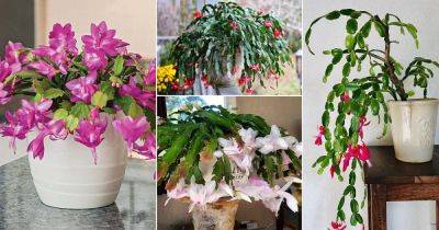 6 Beautiful Holiday Cactus Types To Grow Indoors
