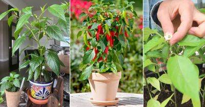Grow a Bucket Full of Peppers with These 9 Tricks