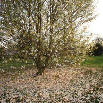 Magnificent Magnolias for Mid-Atlantic Gardens