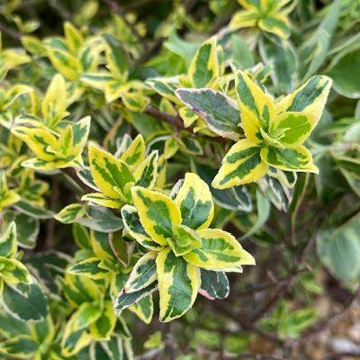 Compact Shrubs with Colorful Foliage for the Southeast