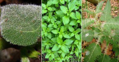 8 Plants with Stinging Hairs