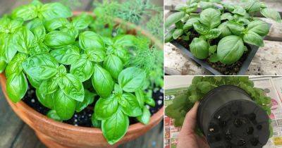 10 Best Tips to Grow Bigger Basil Leaves
