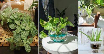 26 Indoor Plants You Can Grow in Glass Containers