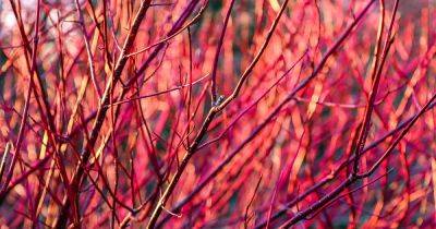 15 of the Best Dogwoods to Liven Up the Winter Landscape