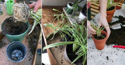 Repotting a Spider Plant | How to Repot a Spider Plant