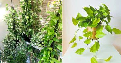 If You’ll Read this, You’ll Never Need to Buy Another Pothos Again
