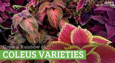 Coleus Varieties: Favorite picks for gardens, borders, and pots