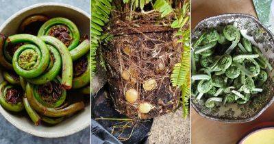 10 Edible Ferns that You Must Add to Your Dishes