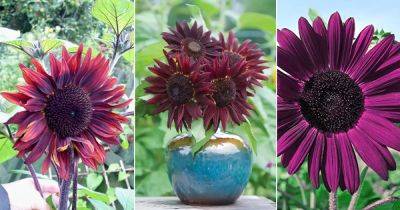 7 Stunning Purple Sunflowers
