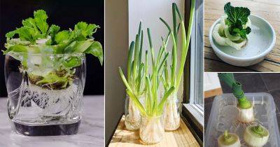 11 Delicious Vegetables You Can Grow in Water