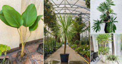 10 Indoor Plants That Look Like Palm Trees