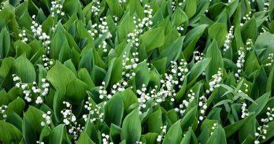 Is Lily of the Valley Invasive?