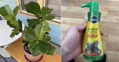When to Start Fertilizing Houseplants and When to Stop
