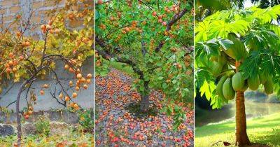 23 Fruit Trees that Grow in NC