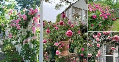 13 Stunning Pink Rose Garden Ideas