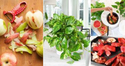 13 Things that Come from Your Blender that Can Fertilize Your Plants