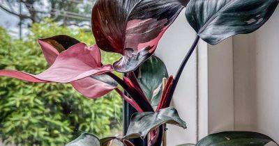 How to grow Philodendron 'Pink Princess'