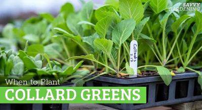 When to plant collard greens from seeds or transplants