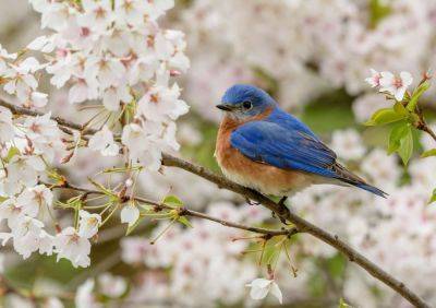 How To Attract Bluebirds To Your Garden, According To An Expert