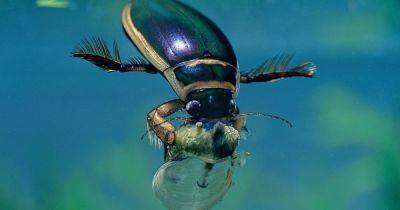 Wildlife watch: the great diving beetle