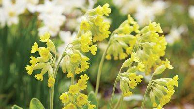 How to Grow Cowslip