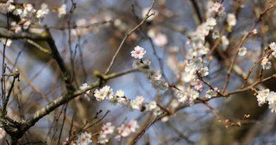 Eight classic ornamental trees and shrubs to plant now for long-lasting bursts of colour