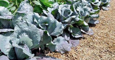 How to Use Mulching to Protect Cold Tolerant Crops | Gardener's Path