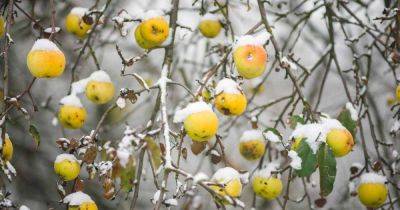 How to Winterize Fruit Trees