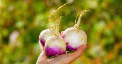 How to Plant and Grow Turnips for Roots and Greens | Gardener's Path