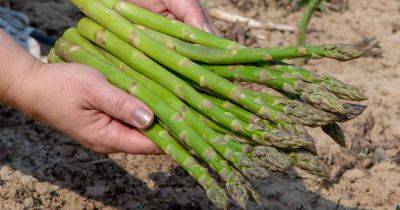 How and When to Harvest Asparagus
