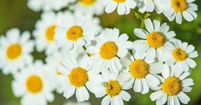How to Plant and Grow Feverfew