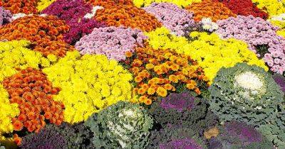 How to Choose Flowering Annuals for Cold Climates