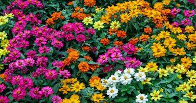 How to Plant and Grow Zinnias