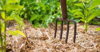 How to Use Straw Mulch in the Vegetable Garden