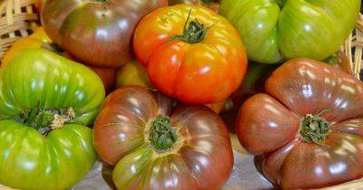 How to Grow Brandywine Tomatoes