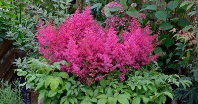 How to Grow Astilbe in Containers
