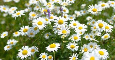 How to Grow a Chamomile Lawn