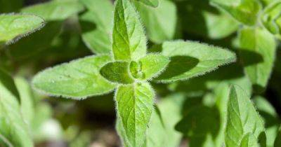 How to Plant and Grow Greek Oregano