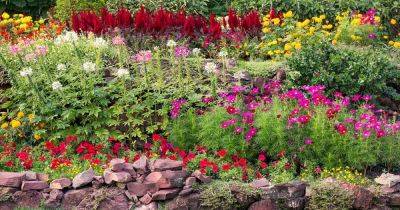 How to Collect Flower Seeds for Planting