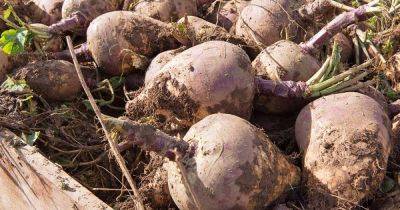 How to Harvest and Store Rutabaga