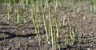 Why Is My Asparagus Thin? Tips for Growing Thick Spears