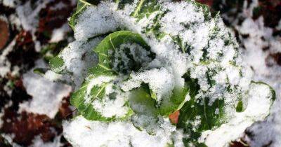 Tips for Growing Collard Greens in Winter